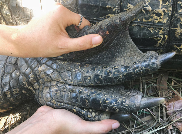 Hand holding a croc claw.